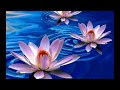 √1000以上 壁紙 蓮の花 白 679620