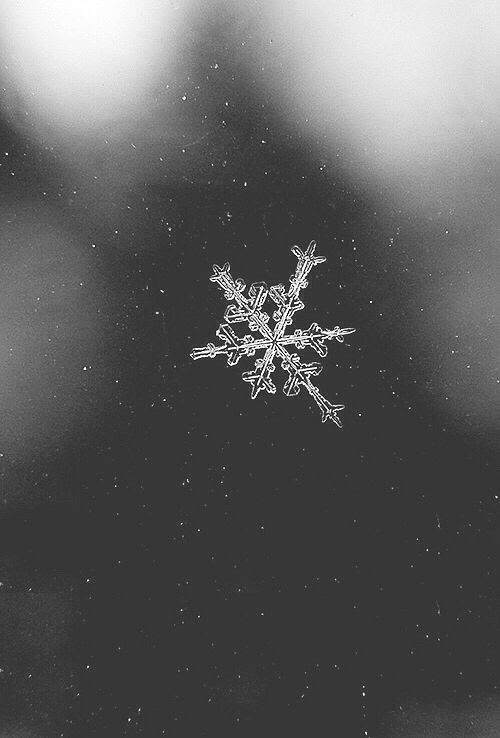 Icy Winter Snowflake Pictures, Photos, and Images for
