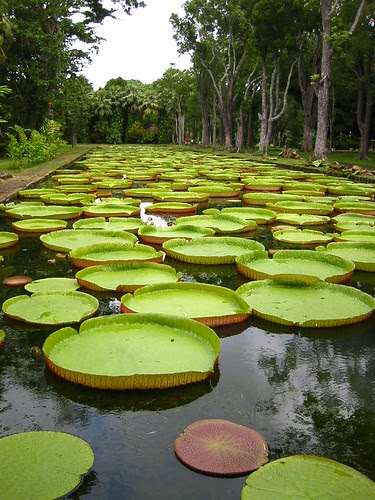 Pamplemousse Garden, Mauritius