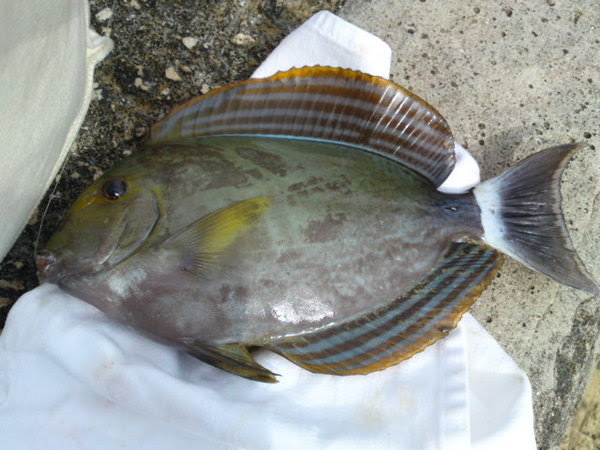 沖縄 伊良部島 ヴィラブリゾート すきな たべもの