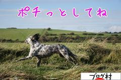 にほんブログ村 犬ブログ イングリッシュセターへ