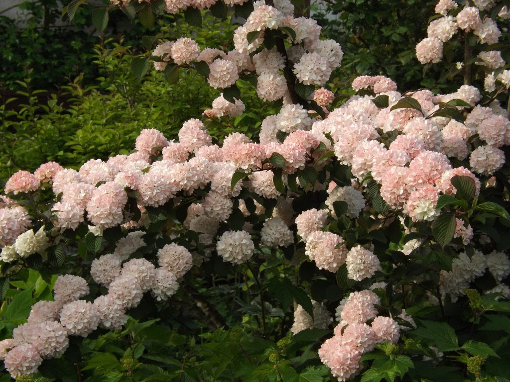 庭の骨格は花木 あとりえティストウのブログ
