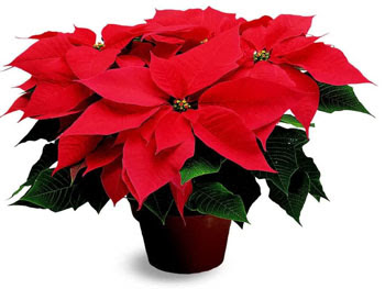 Enjoy your holiday Poinsettia plant brought to you in the 1820’s by 