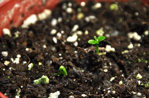 baby lemon trees