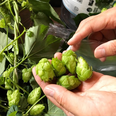 ホップ ホップ収穫祭 ホップのてんぷら