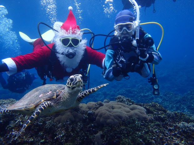 サンタとカメがやって来た 沖縄 ケラマの海でクリスマスダイブ サザンアイランダー