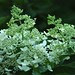 White Hydrangeas ~