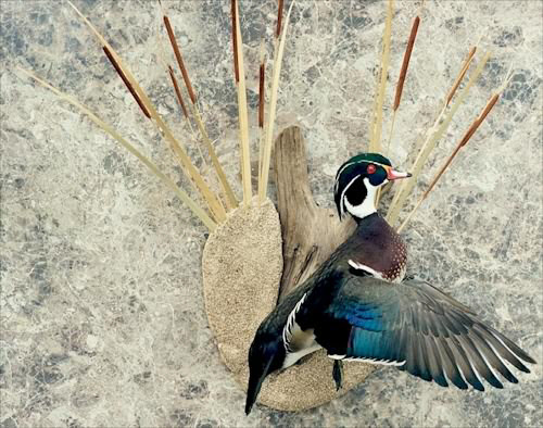 wood duck mounts. Wood Duck Drake - Single