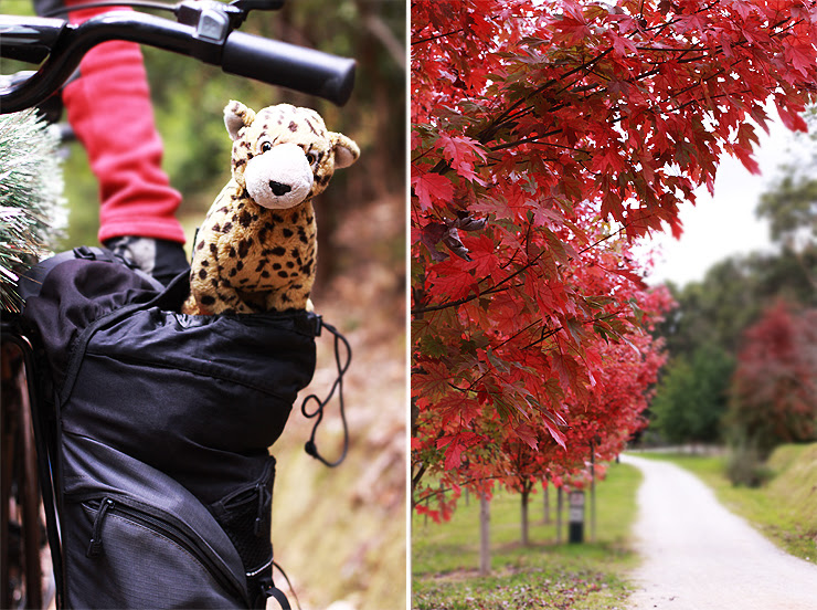 Lilydale to Warburton Rail Trail #2