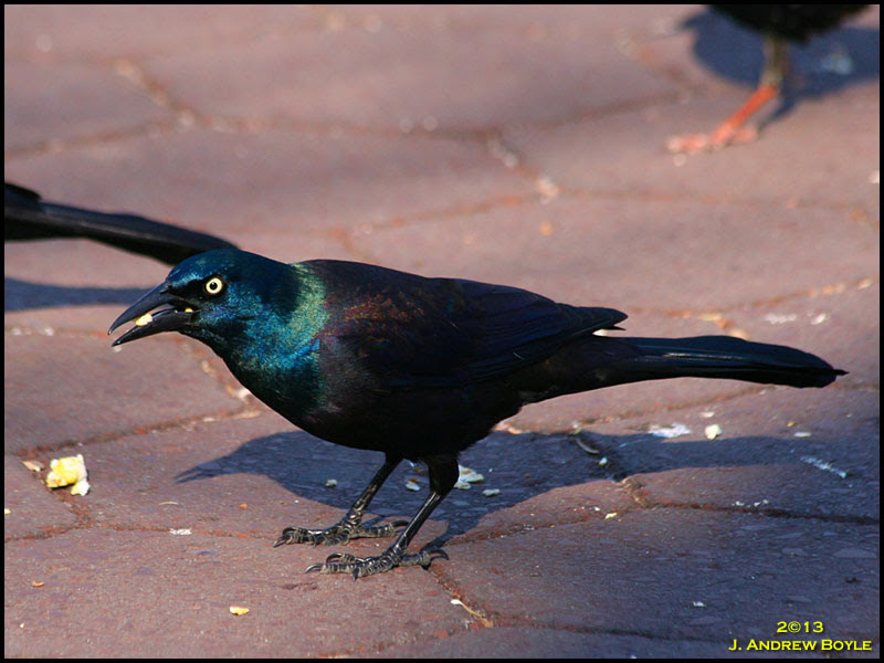 Common Grackle Common Grackle