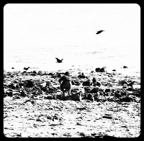 The Mahim Beach Is A Lavatory ,,,, You Dont Have To Pay For Shitting ,,, by firoze shakir photographerno1