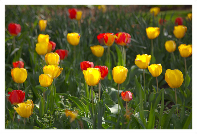 2012-03-24 Tulips Downtown 1