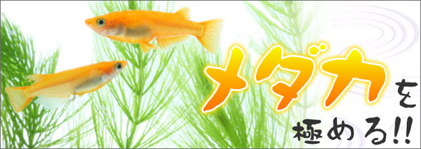 種類豊富なメダカカタログ 熱帯魚ショップパウパウアクアガーデン