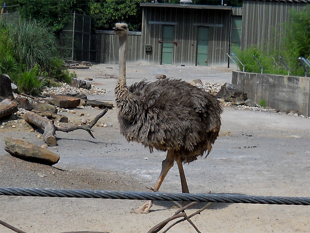 Zoo2010_010
