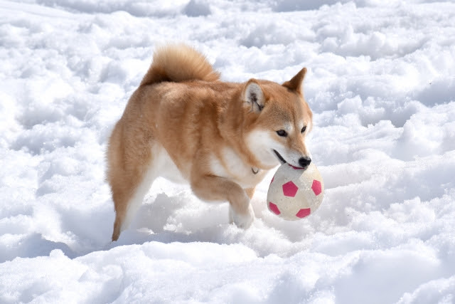 犬がおもちゃをブンブン振り回す理由は ストレス解消におすすめのおもちゃをご紹介
