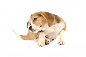 dog scratching fleas