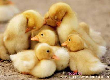 baby chicks pictures. receiving a aby chick or
