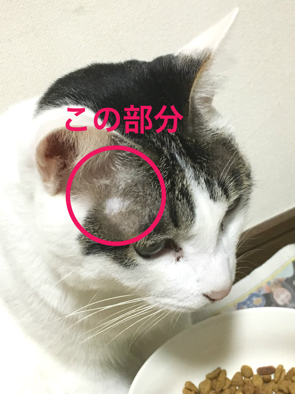 これってハゲ 猫の目の上から耳にかけての毛が薄い理由を大解説 猫の総合情報サイト ペットスマイルニュースforネコちゃん