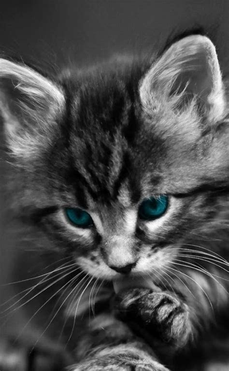 ✓ ribuan gambar baru setiap hari ✓ sepenuhnya gratis untuk digunakan ✓ video dan gambar . Kucing hitam kucing | wallpaper.sc iPhone4s,4