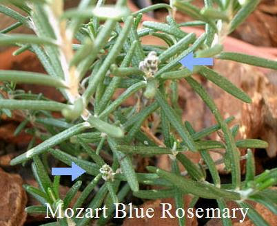 モーツァルトブルー ローズマリー Mozart Blue Rosemary Happy Bird 楽天ブログ