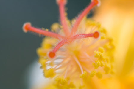 ハイビスカスの花弁のフリー写真素材 天体写真の世界