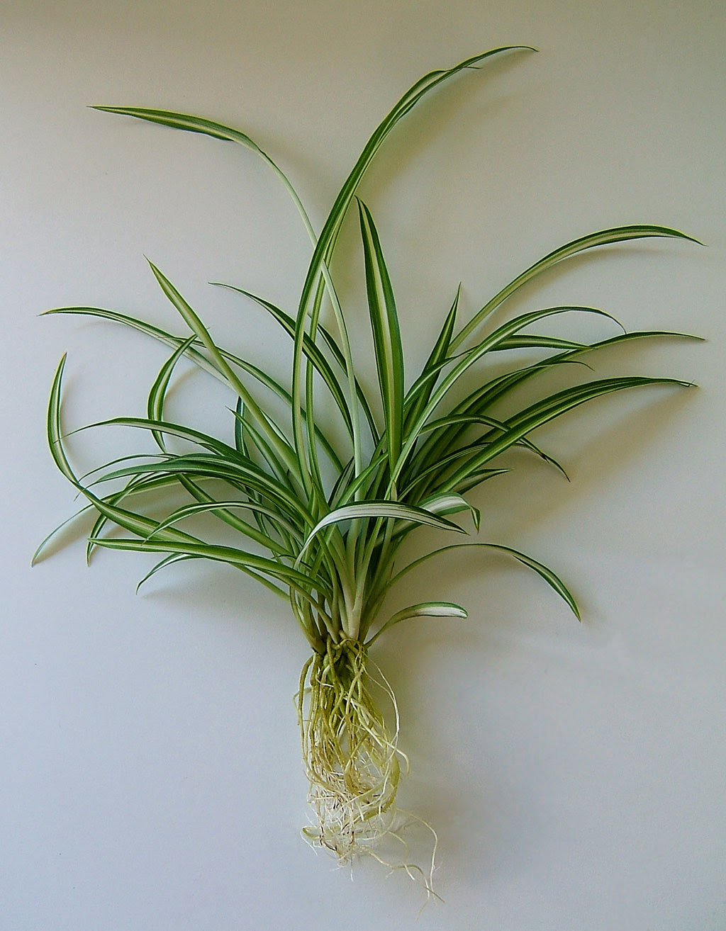 http://upload.wikimedia.org/wikipedia/commons/e/e8/2007-06-24-Chlorophytum_comosum-02.jpg