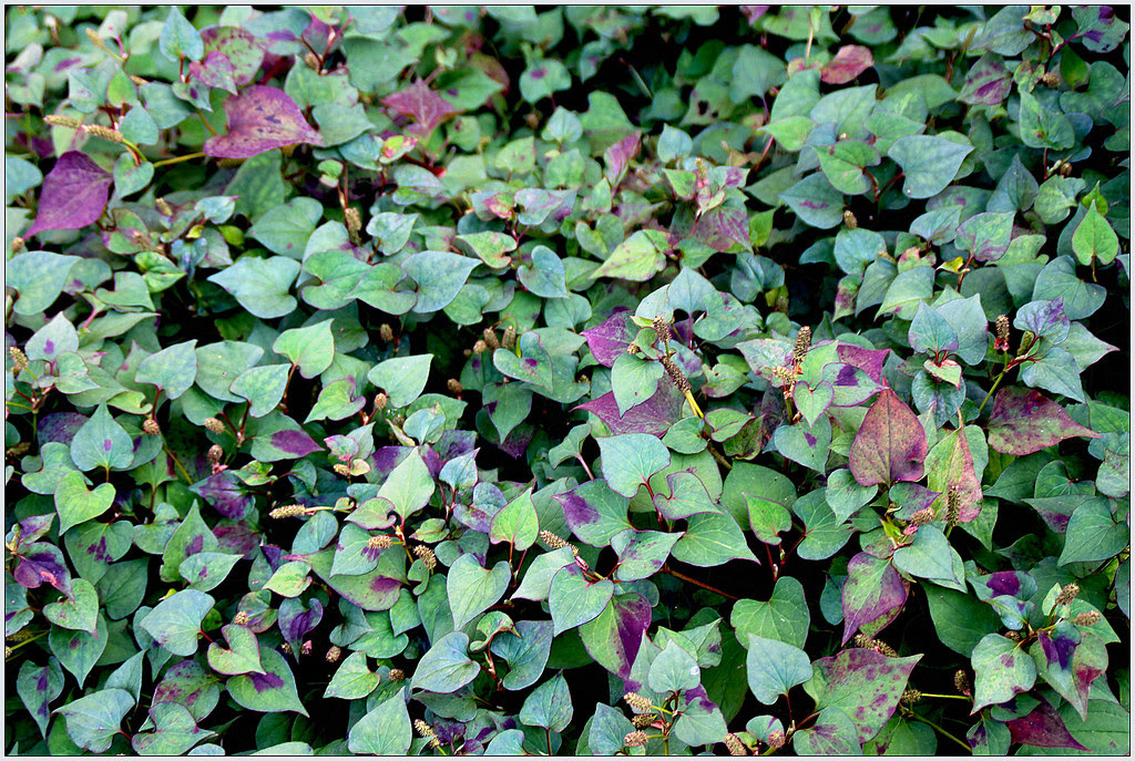 houttuynia cordata o planta camaleón