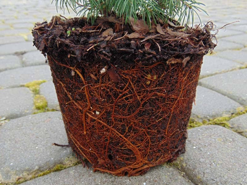 Dwarf Alberta Spruce Root System World Of Garden Plants