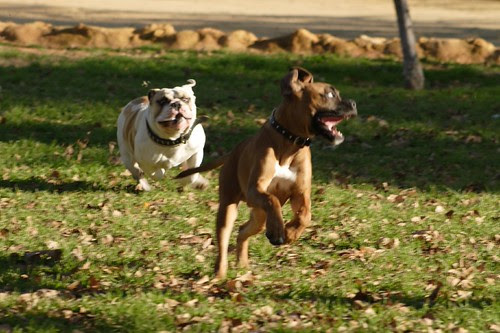 pics of dogs playing