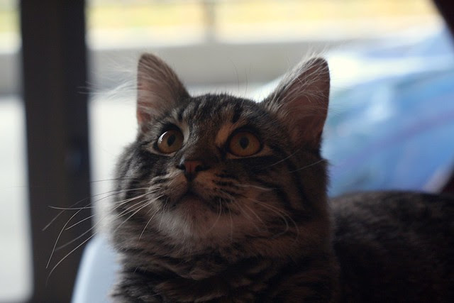 bad ear day