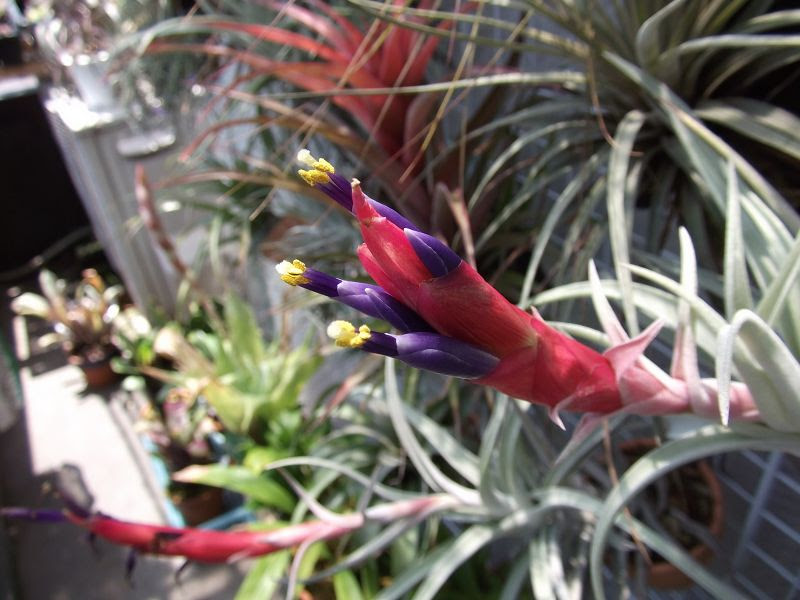 いつかのベランダ でかいハリシー Tillandsia Harrisii ２株の赤くて太い
