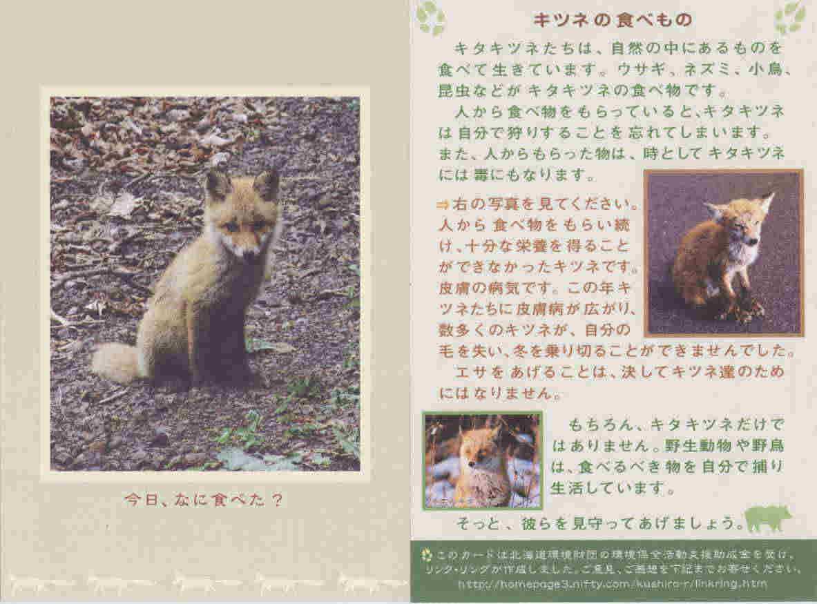 Link Ring 北海道 キツネ 野生動物