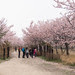 Avenue of Cherry blossoms.jpg