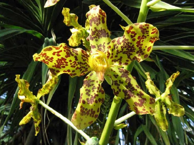 16 Tanaman Langka yang Hidup di Indonesia 16 Tanaman Langka yang Hidup di Indonesia