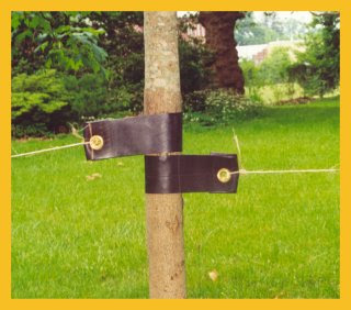 Proper Tree Staking
