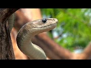 wwe championship Black Mamba & Chameleon 03, deadly venomous snake