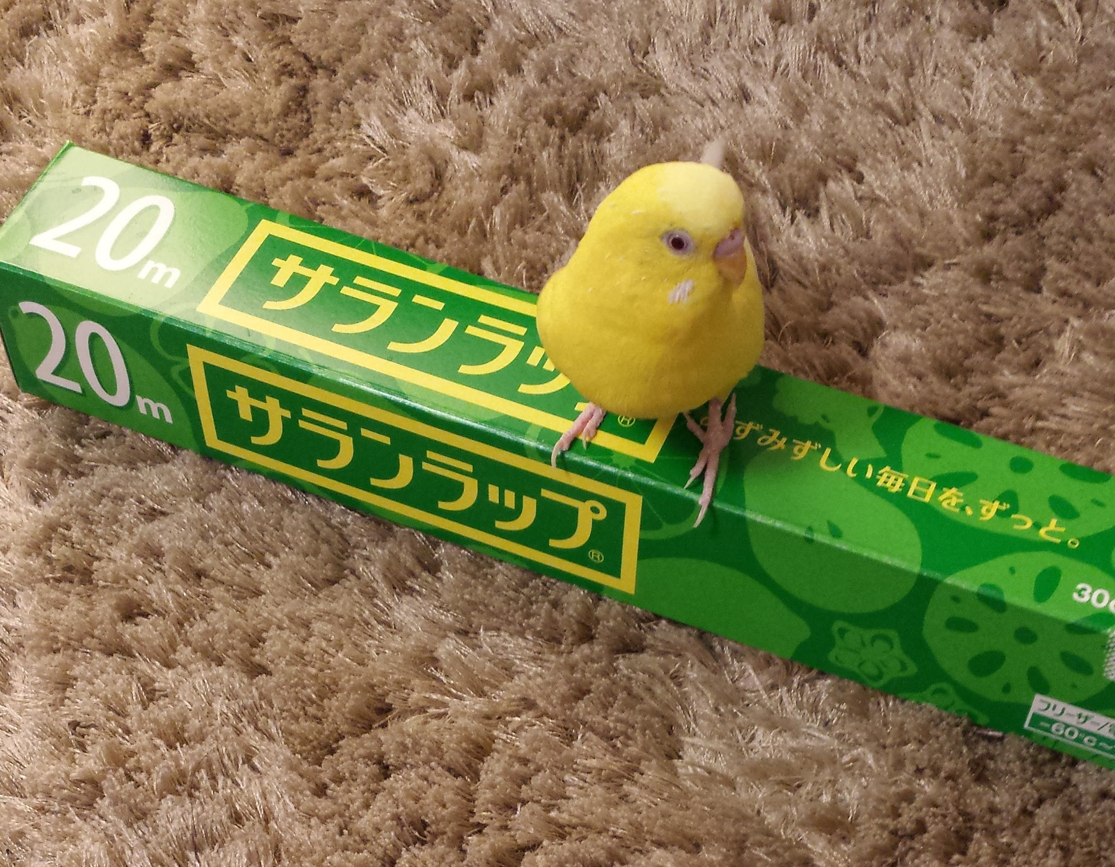 セキセイインコの発情の管理 抑制方法まとめ インコまとめサイト