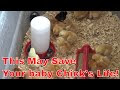 How To Care For A Newborn Chicken