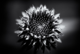 Black And White Photography With Purple