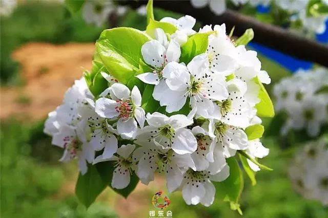 梨花 油菜花 桃花 厚桥真是牟足了劲在 勾引 你 我苏网
