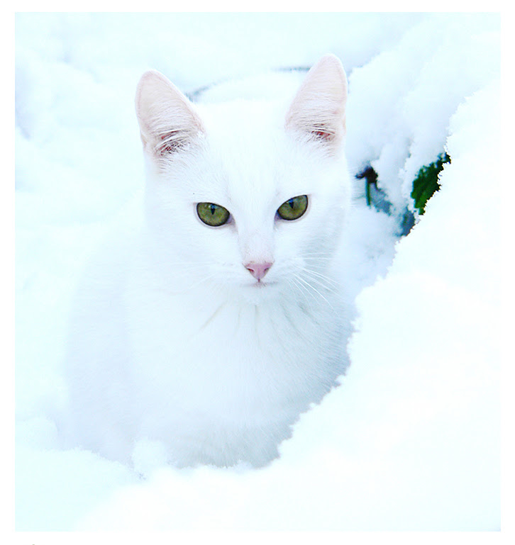Frostymoon: Warrior