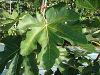 ａ