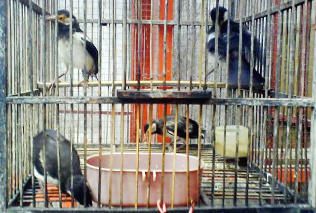 Anakan jalak suren dalam sangkar.