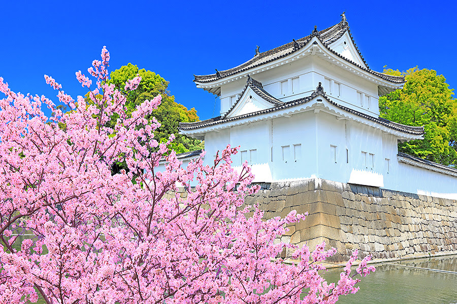 二条城 桜