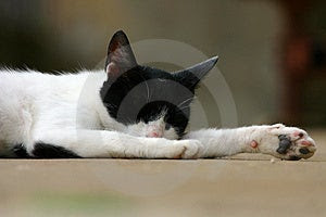 Free Stock Photos: Sleeping Cat Picture. Image: 194378