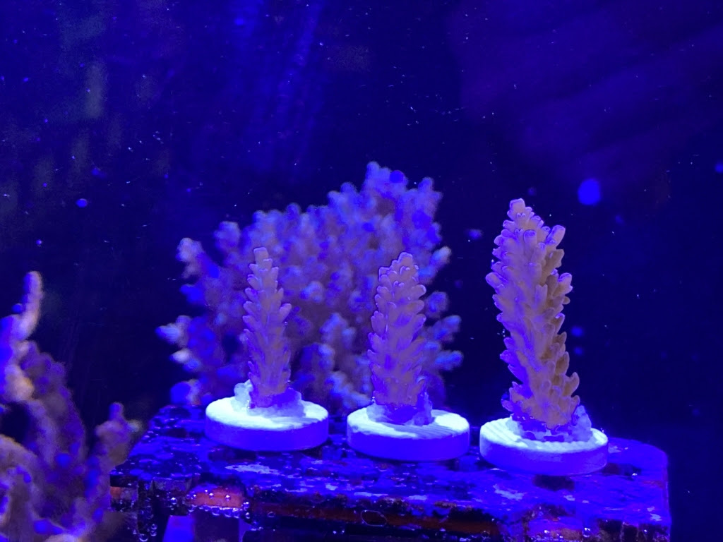 21 4 13 海水魚 サンゴ 入荷情報 イーストアフリカ 海水魚 無脊椎 入荷 特売情報