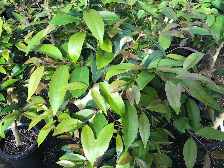 アマゾンオリーブ 福樹園 沖縄最大の観葉植物生産者