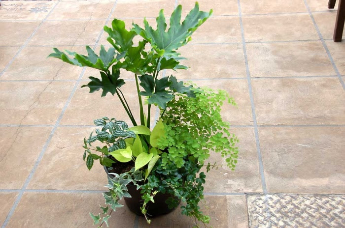 観葉植物の寄せ植え Flower Garden Alpha Flore