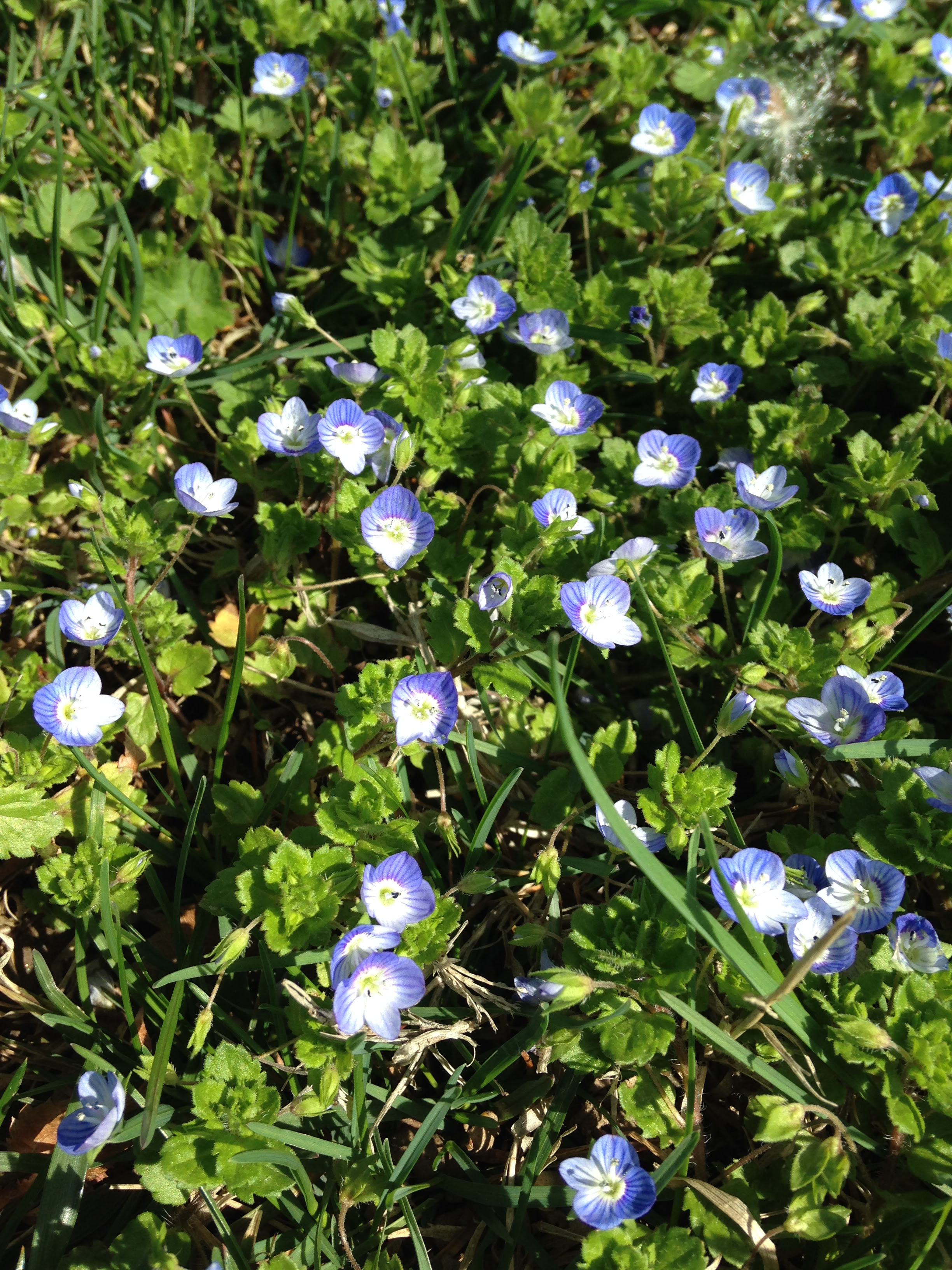 Cherry Blossom Festival « ((little fat notebook))