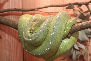 グリーンパイソン 長崎バイオパーク Zooっと近くにふれあえる九州の動物園 植物園